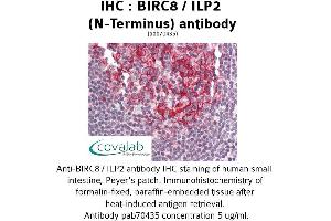 Image no. 1 for anti-Baculoviral IAP Repeat-Containing 8 (BIRC8) antibody (ABIN1732345)