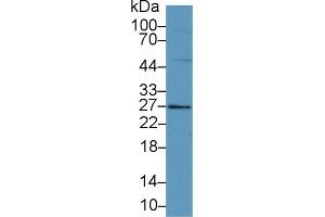 Image no. 1 for anti-Family with Sequence Similarity 3, Member B (FAM3B) (AA 30-235) antibody (ABIN1867865)