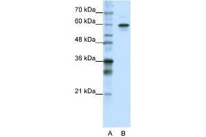 Image no. 1 for anti-Heterogeneous Nuclear Ribonucleoprotein L-Like (HNRPLL) (N-Term) antibody (ABIN2776622)