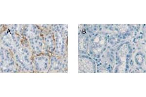 Image no. 1 for anti-Relaxin/insulin-Like Family Peptide Receptor 1 (RXFP1) (AA 278-293) antibody (ABIN870777)