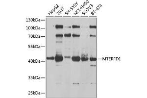 MTERFD1 antibody  (AA 69-300)