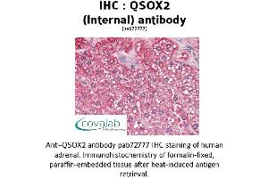 Image no. 1 for anti-Quiescin Q6 Sulfhydryl Oxidase 2 (QSOX2) (Internal Region) antibody (ABIN1738669)