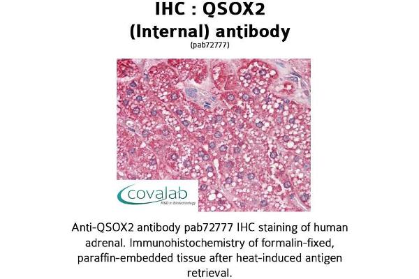 anti-Quiescin Q6 Sulfhydryl Oxidase 2 (QSOX2) (Internal Region) antibody