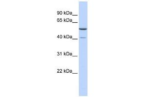 Image no. 1 for anti-Methyltransferase 5 Domain Containing 1 (METT5D1) (N-Term) antibody (ABIN631336)