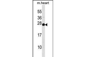 NUDT4 Antibody (N-term) (ABIN1538814 and ABIN2848810) western blot analysis in mouse heart tissue lysates (35 μg/lane).
