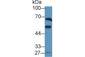 ALDH1A2 anticorps  (AA 1-422)