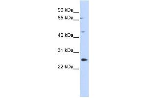 Image no. 1 for anti-Spermatogenesis Associated 22 (SPATA22) (N-Term) antibody (ABIN631600)