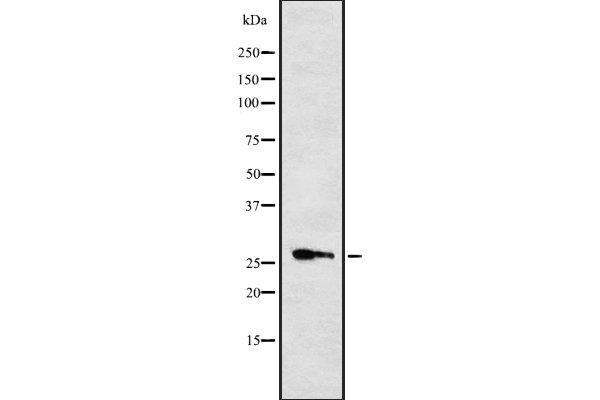 CYB561 antibody  (Internal Region)