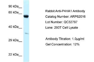 Image no. 1 for anti-Prolyl 4-Hydroxylase, alpha Polypeptide I (P4HA1) (Middle Region) antibody (ABIN2788989)
