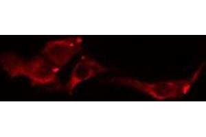 Image no. 1 for anti-Claudin 8 (CLDN8) (C-Term) antibody (ABIN6257106)