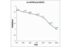 Image no. 1 for anti-Enolase 3 (Beta, Muscle) (ENO3) (AA 341-434) antibody (ABIN752038)