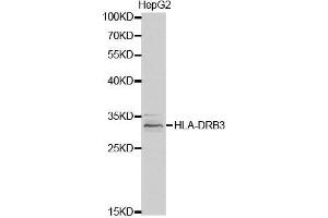 Image no. 1 for anti-Major Histocompatibility Complex, Class II, DR beta 3 (HLA-DRB3) antibody (ABIN3022240)