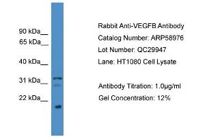 Image no. 2 for anti-Vascular Endothelial Growth Factor B (VEGFB) (C-Term) antibody (ABIN2787900)