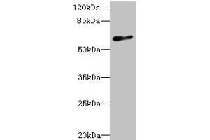 GPR75 Antikörper  (AA 372-540)