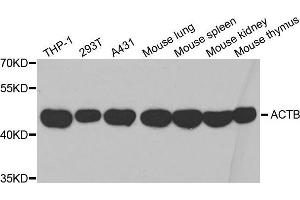 Image no. 2 for anti-Actin, beta (ACTB) antibody (ABIN3020547)