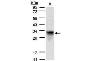 Image no. 3 for anti-Cytochrome C1 (CYC1) (Center) antibody (ABIN2855139)