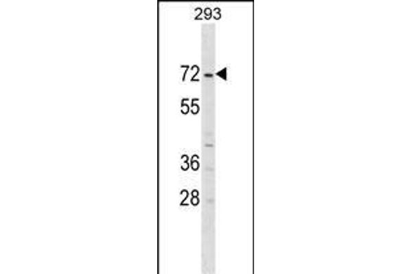 ZNF643 抗体  (AA 205-231)
