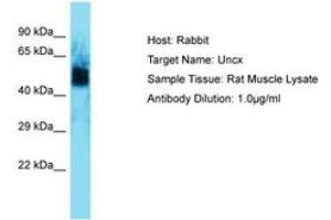 Image no. 1 for anti-UNC Homeobox (UNCX) (AA 72-121) antibody (ABIN6750269)