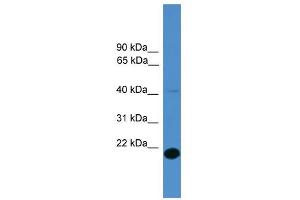 Image no. 1 for anti-Family with Sequence Similarity 176, Member A (FAM176A) (Middle Region) antibody (ABIN2787894)