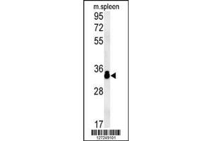 anti-Muscle-Related Coiled-Coil Protein (MURC) (AA 87-116), (N-Term) antibody