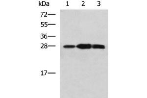 PLEKHF2 anticorps