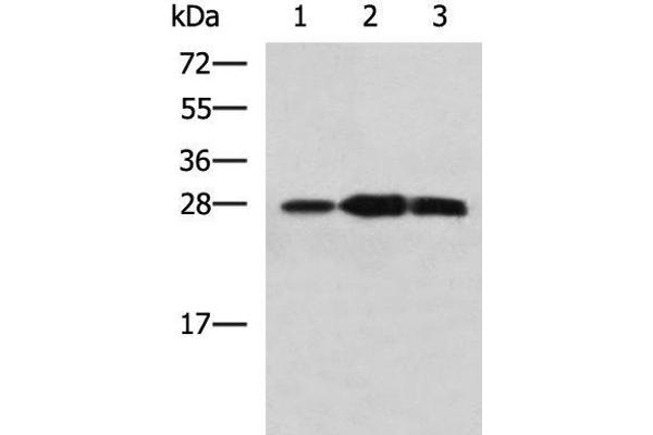 PLEKHF2 antibody