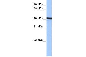 WB Suggested Anti-ACTR1B Antibody Titration: 0.