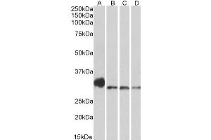 Image no. 1 for anti-NEK7 (NEK7) (AA 274-286) antibody (ABIN571272)