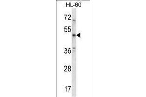 Image no. 1 for anti-Serotonin Receptor 1B (HTR1B) (AA 225-253) antibody (ABIN5530220)