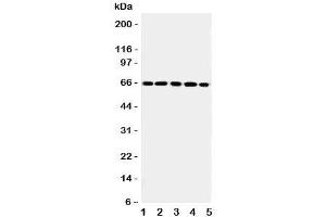 Image no. 1 for anti-Regulator of G-Protein Signaling 14 (RGS14) (C-Term) antibody (ABIN3032454)