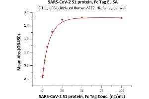 Image no. 3 for SARS-CoV-2 Spike S1 protein (Fc Tag) (ABIN6952624)