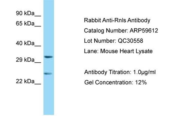 RNLS Antikörper  (Middle Region)