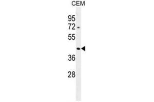 ACTBL3 Antibody (N-term) western blot analysis in CEM cell line lysates (35µg/lane).