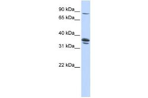 Image no. 1 for anti-Solute Carrier Organic Anion Transporter Family, Member 3A1 (SLCO3A1) antibody (ABIN2458794)