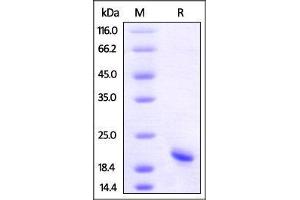 Image no. 3 for Tumor Necrosis Factor alpha (TNF alpha) (AA 77-233) (Active) protein (His tag,AVI tag,Biotin) (ABIN2870564)