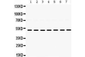 Image no. 1 for anti-Adrenoceptor alpha 1A (ADRA1A) (AA 335-373), (C-Term) antibody (ABIN3043732)