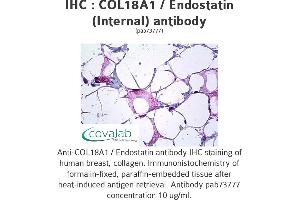 Image no. 1 for anti-Endostatin (ES) (Internal Region) antibody (ABIN1733193)