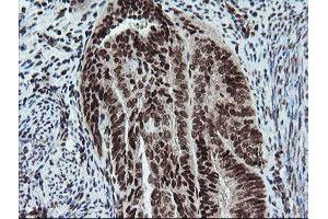 Image no. 1 for anti-Fetal and Adult Testis Expressed 1 (FATE1) antibody (ABIN1498222)
