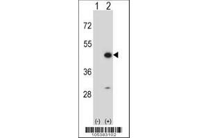 Image no. 2 for anti-Creatine Kinase, Mitochondrial 2 (Sarcomeric) (CKMT2) (AA 56-86), (N-Term) antibody (ABIN391093)