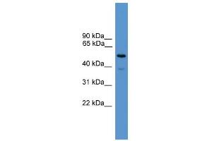 Image no. 1 for anti-Synaptotagmin II (SYT2) (C-Term) antibody (ABIN2788085)