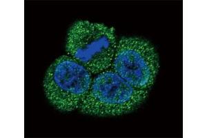 Image no. 5 for anti-VEGF Receptor 2 (VEGFR2) (AA 1326-1356) antibody (ABIN3028781)