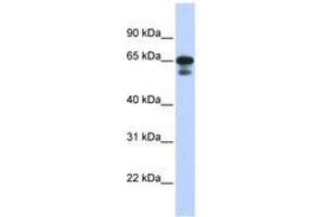 Image no. 1 for anti-Histone H4 Transcription Factor (HINFP) (C-Term) antibody (ABIN6740581)