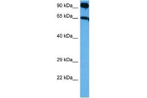 Image no. 4 for anti-Neurotrophic tyrosine Kinase, Receptor, Type 3 (NTRK3) (C-Term) antibody (ABIN2784511)