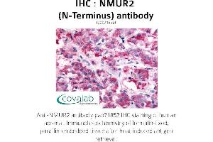 Image no. 1 for anti-Neuromedin U Receptor 2 (NMUR2) (Extracellular Domain), (N-Term) antibody (ABIN1737403)