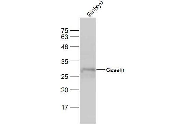 Casein antibody