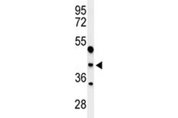 MAFA anticorps  (AA 282-311)
