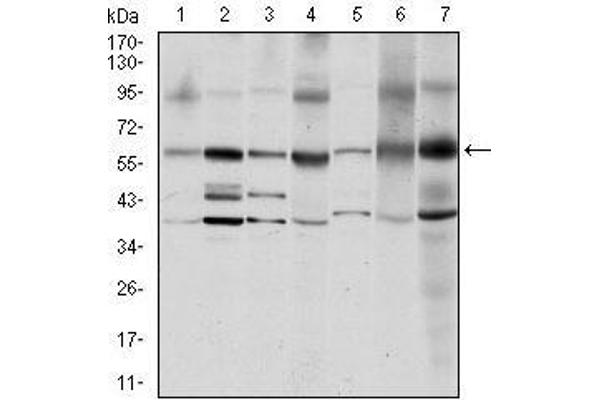 anti-Proto-oncogene tyrosine-protein kinase Src (Src) antibody