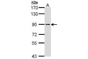 Image no. 1 for anti-Structure Specific Recognition Protein 1 (SSRP1) (Center) antibody (ABIN2856824)