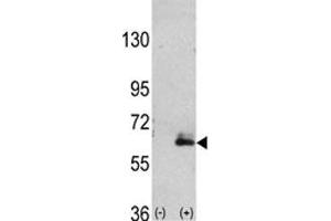 Image no. 2 for anti-Microtubule-Associated Protein 2 (MAP2) (AA 1766-1796) antibody (ABIN3028821)