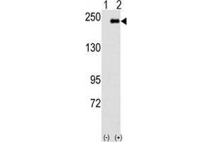 Image no. 2 for anti-Sperm Associated Antigen 9 (SPAG9) (AA 98-128), (N-Term) antibody (ABIN359537)
